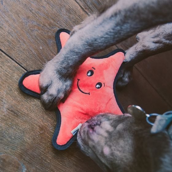 Beco Pets Rough & Tough Starfish Recycled Dog Toy - Image 2