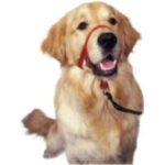 COA HH022 Head Collar Black- size2