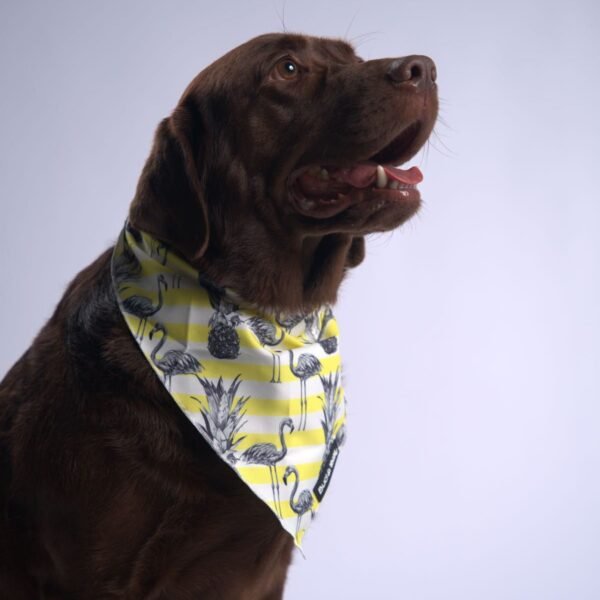Bud & Billy Dog Bandana Handkerchiefs and Scarves (S, M, L) - Flamingo Collection, Yellow & White Stripes