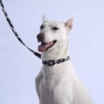 Bud & Billy Dog Strong & Durable Leash - Lightweight, 1.8 Meters (XS-L) Monochrome Collection, Classic Black & White Palette