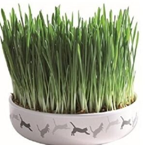 Trixie Cat Grass in Ceramic Bowl for Cats 50G